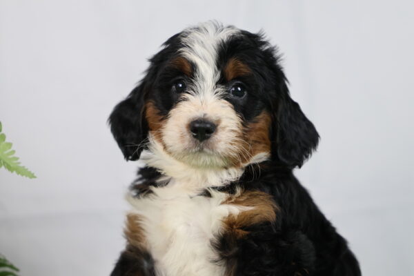 bernedoodles for sale pennsylvania