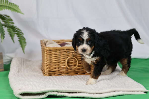 bernedoodles for sale pennsylvania