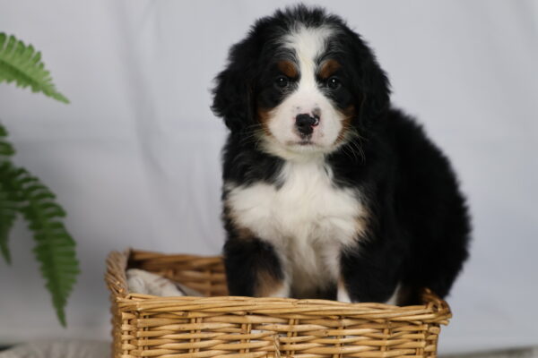 bernedoodles pennsylvania