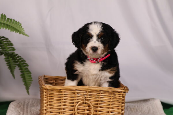 bernedoodles pennsylvania