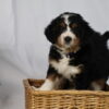 bernedoodles pennsylvania