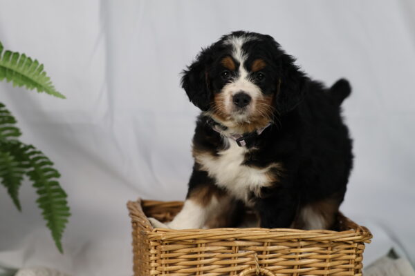 bernedoodles pennsylvania