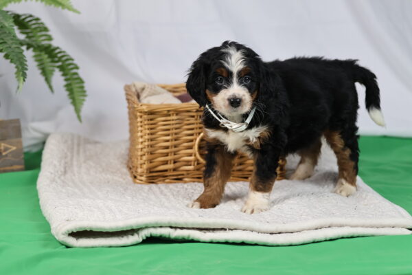bernedoodles pennsylvania