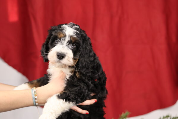 berner mini puppies pa
