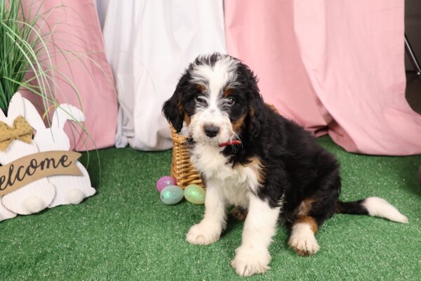 berry patch puppies