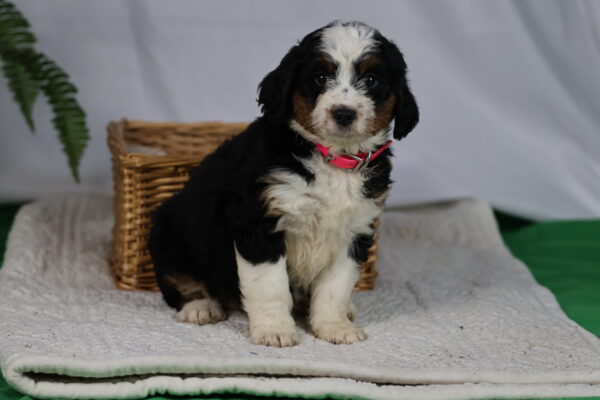 black bernedoodle