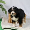 black bernedoodle