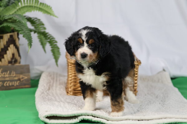 black bernedoodle