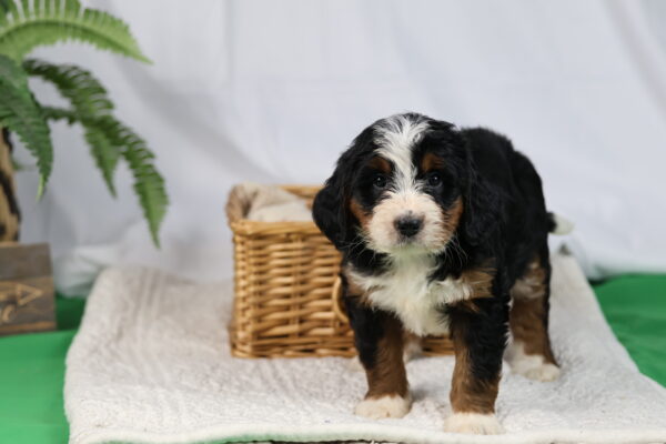 black bernedoodle