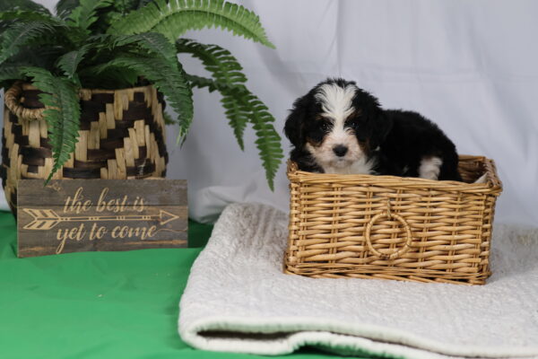 black bernedoodle