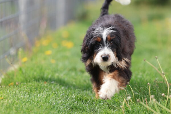 black bernedoodle andi