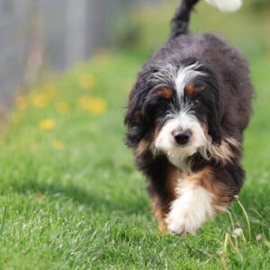black bernedoodle andi