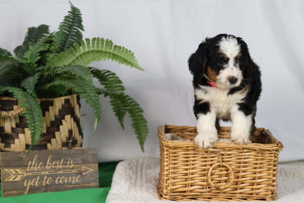 f1bernedoodle