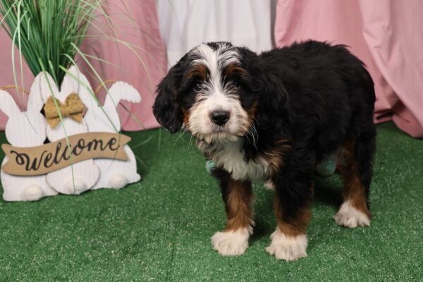 female bernedoodle puppy