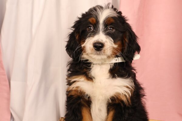 fluffy bernedoodle