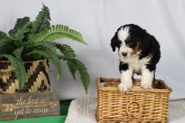 fluffy bernedoodle