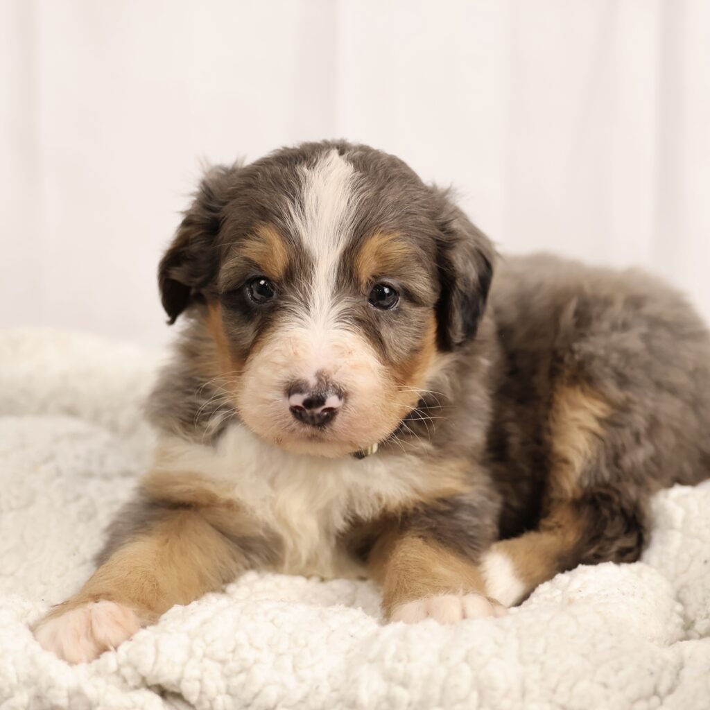 hypoallergenic puppies