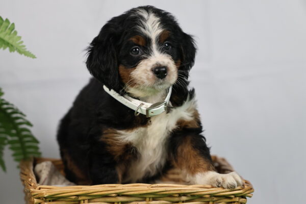 medium bernedoodle
