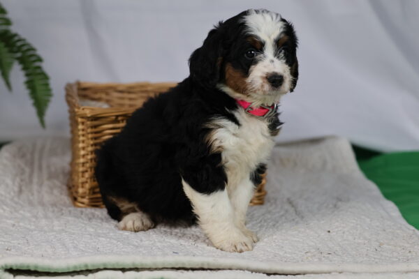 medium bernedoodle