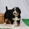 medium bernedoodle