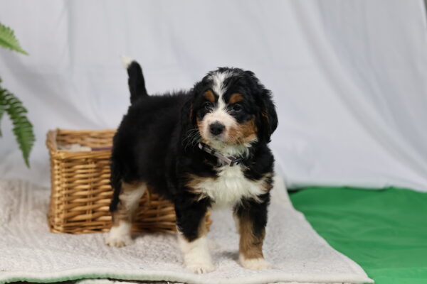 medium bernedoodle