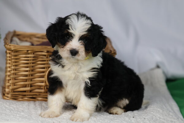 medium bernedoodle