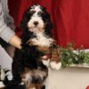 mini bernedoodle hypoallergenic