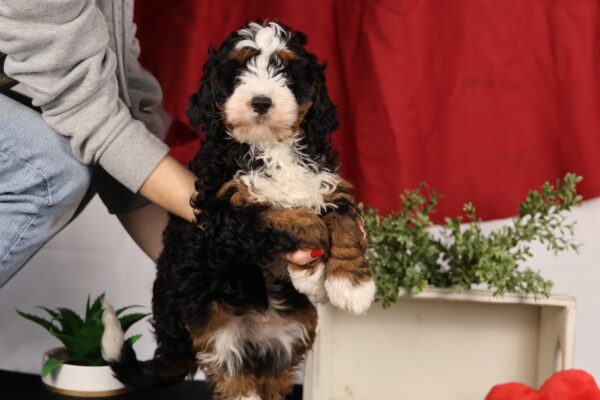mini bernedoodle hypoallergenic