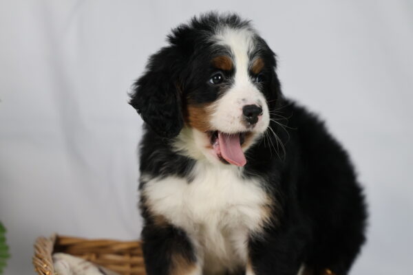 mini bernedoodle pennsylvania