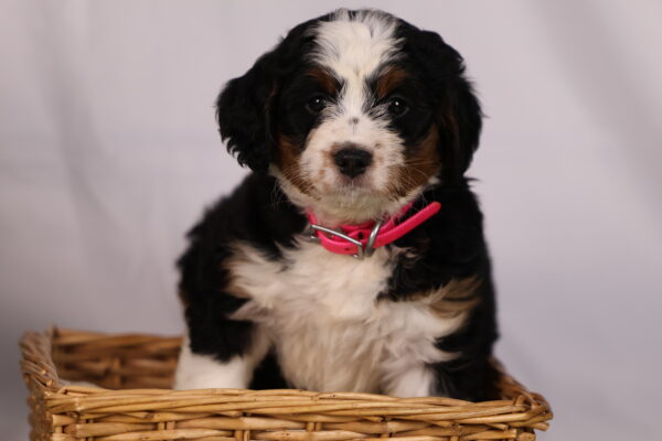 mini bernedoodle pennsylvania