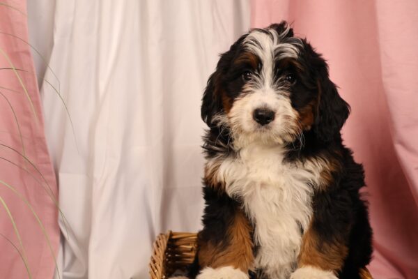 mini bernedoodle pennsylvania