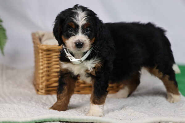 mini bernedoodle pennsylvania