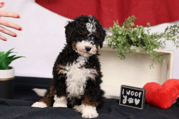 curly coat mini bernedoodle puppies