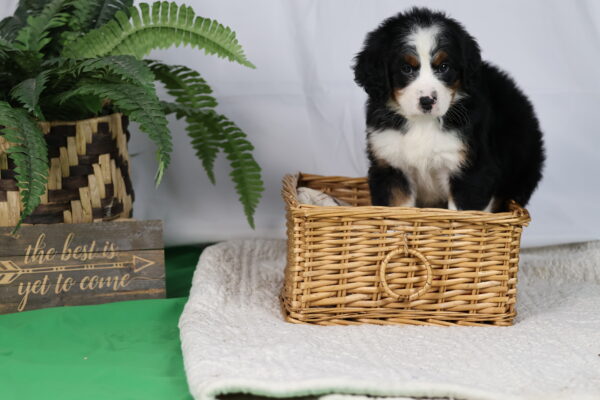 mini bernedoodle puppies for sale pennsylvania