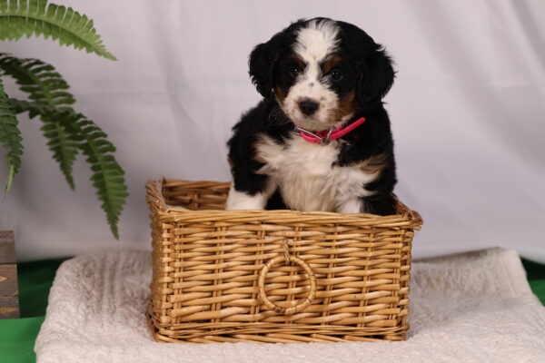 mini bernedoodle puppies for sale pennsylvania