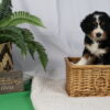 mini bernedoodle puppies for sale pennsylvania