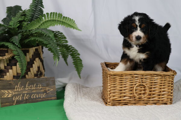 mini bernedoodle puppies for sale pennsylvania