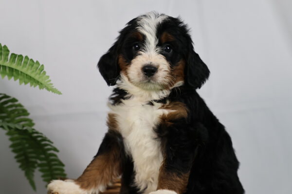 mini bernedoodle puppies for sale pennsylvania