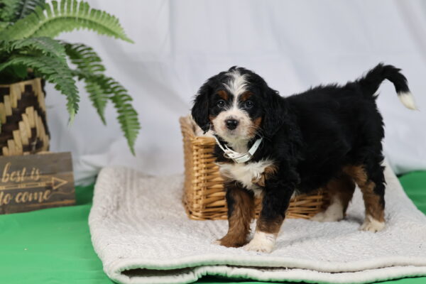 mini bernedoodle puppies for sale pennsylvania