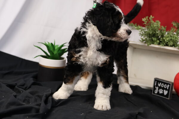 mini bernedoodle puppies lancaster