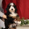 mini bernedoodle puppies pa