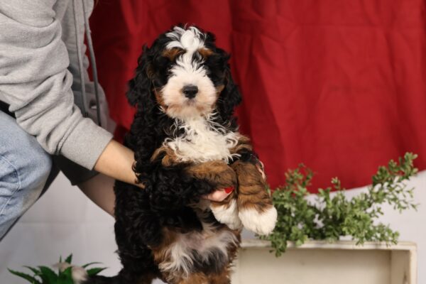 mini bernedoodle puppies pa