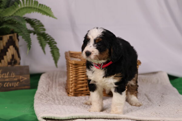 mini bernedoodle puppies pennsylvania