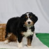mini bernedoodle puppies pennsylvania