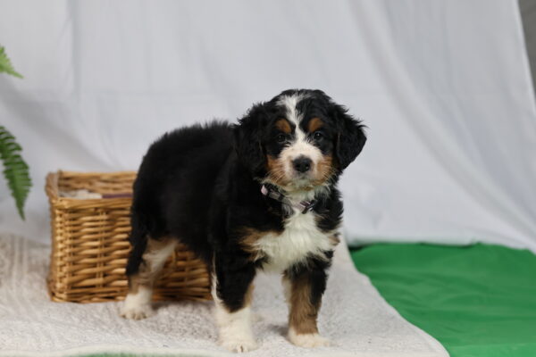 mini bernedoodle puppies pennsylvania