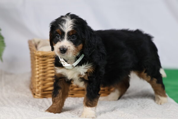 mini bernedoodle puppies pennsylvania