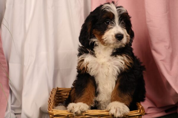 mini bernedoodle puppy