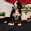 mini bernedoodle puppy virgil