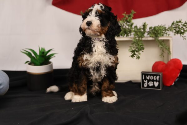 mini bernedoodle puppy virgil