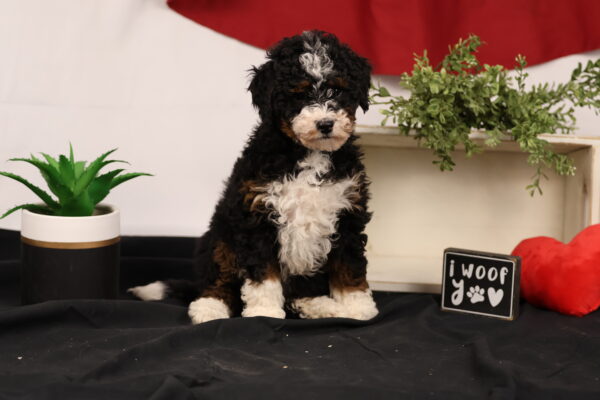 mini bernedoodles near me